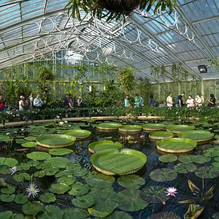 Kew Gardens & Kew Palace: Admission Ticket