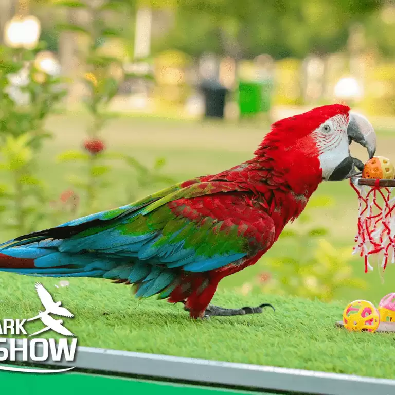 Exotic Bird Show - Dubai Dolphinarium