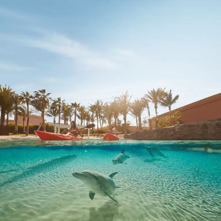 Dolphin Bay Experiences at Atlantis The Palm
