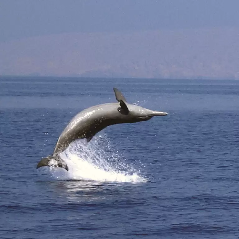 Muscat Dolphin Cruise With Shared Transfers
