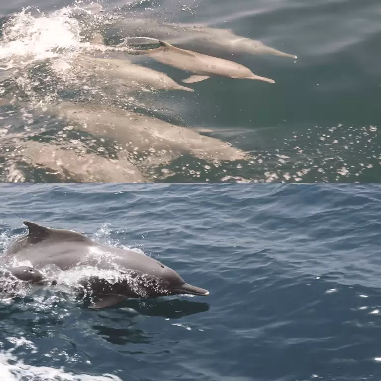 Muscat Dolphin Cruise With Shared Transfers