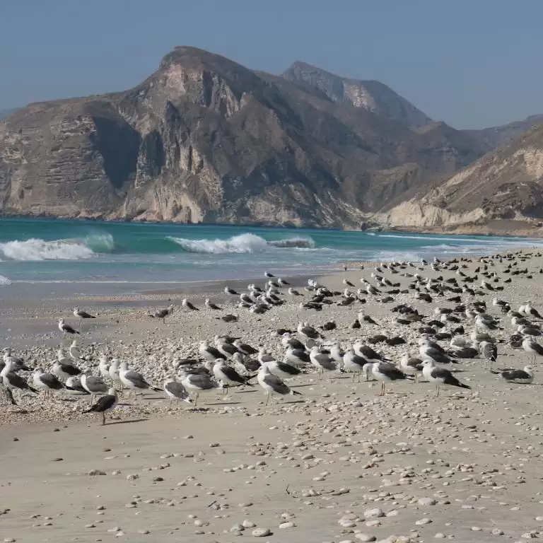 Salalah: Full-Day Beach Escapade Al Mughsail Beach & Fazayah Beach