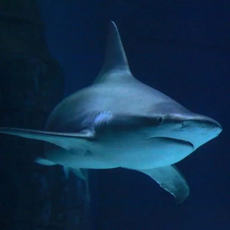 Istanbul Sea Life Aquarium