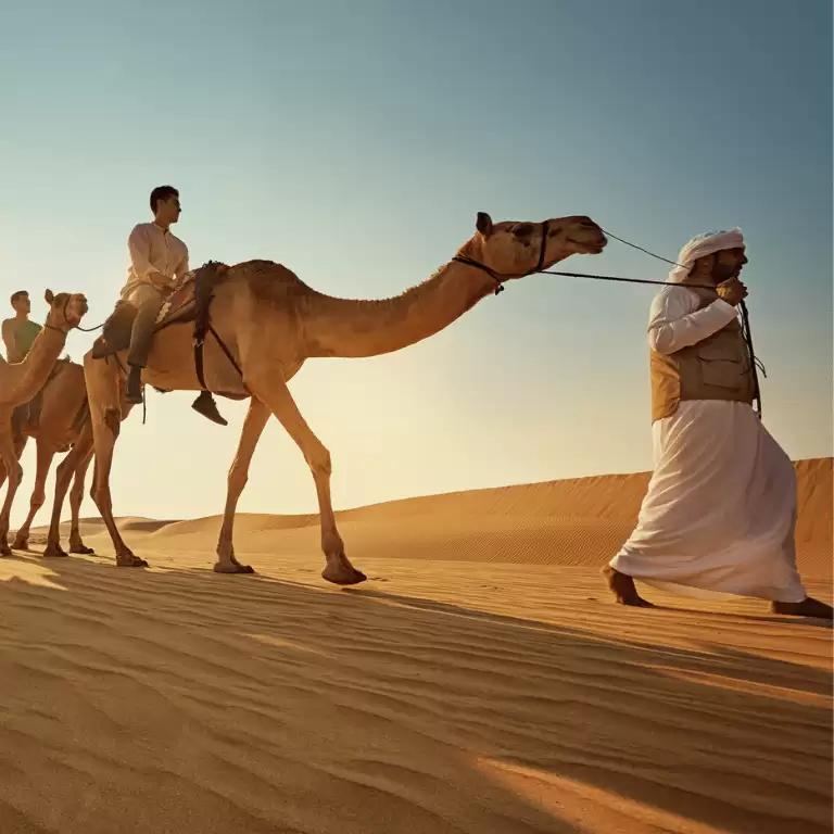 Camel Trekking Experience In Abu Dhabi With Transfers In Land Cruiser