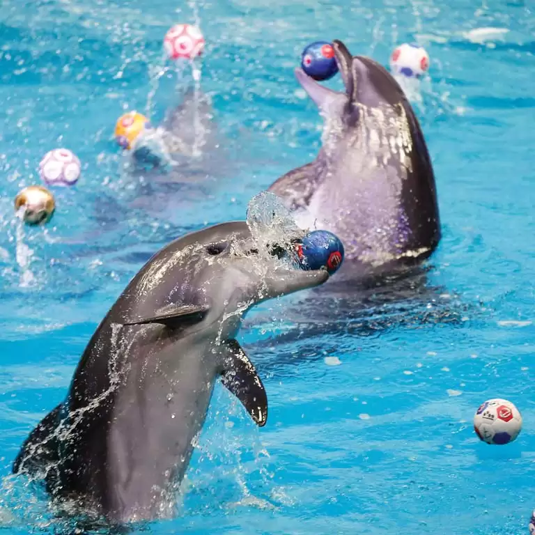 Dolphin & Seal Show - Dubai Dolphinarium