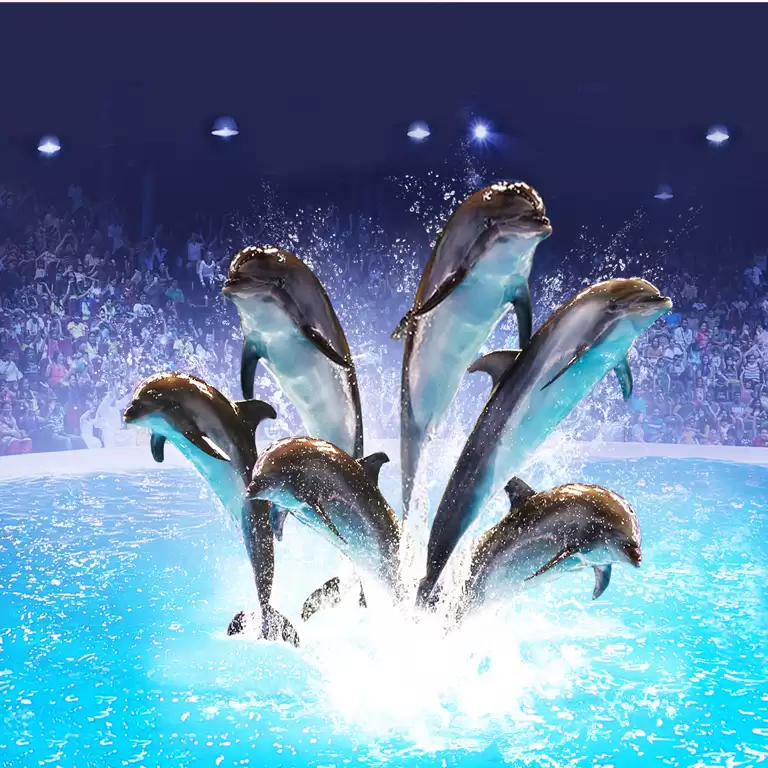 Dolphin & Seal Show - Dubai Dolphinarium