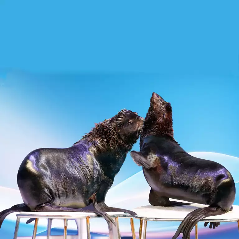 Dolphin & Seal Show - Dubai Dolphinarium