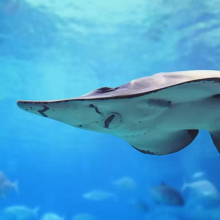 Dubai Aquarium & Underwater Zoo - Explorer Experience