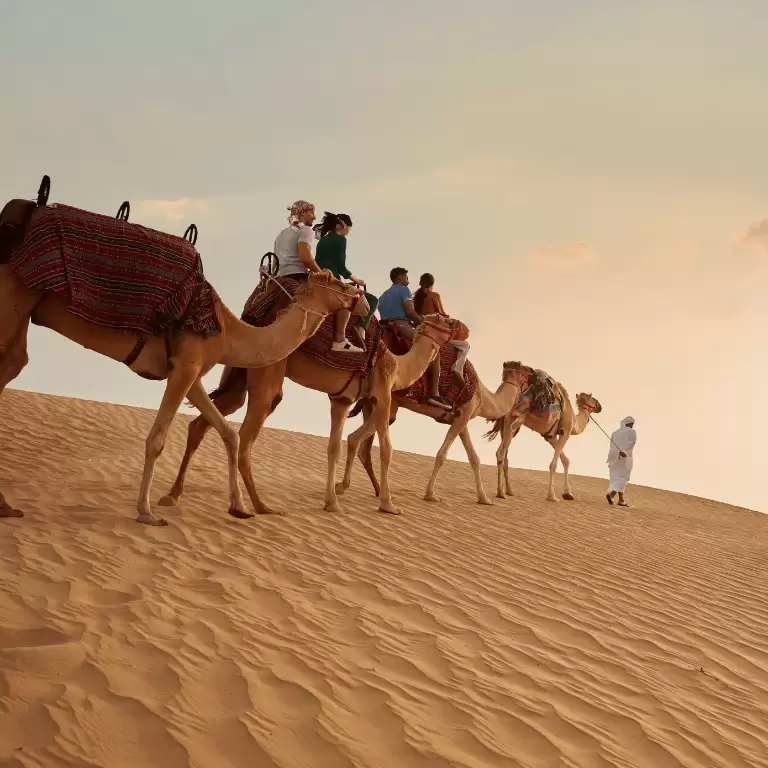 Dubai Sunset Safari Delight with BBQ dinner and camel ride