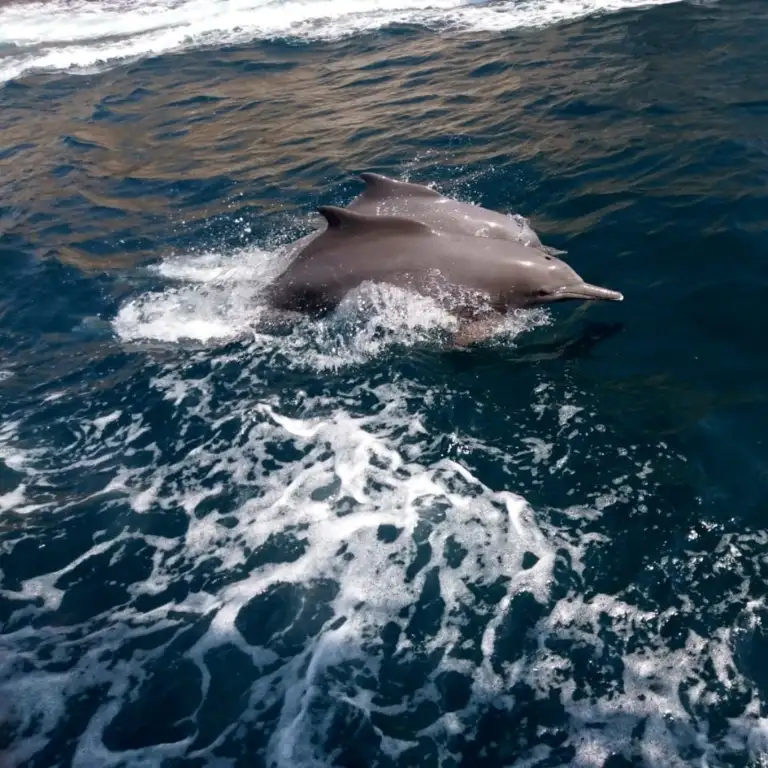 Mussandam Coastal Safari Tour With Lunch From Dubai