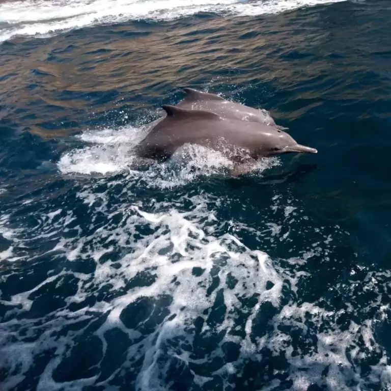 Mussandam Sea Safari Tour With Lunch From Dubai