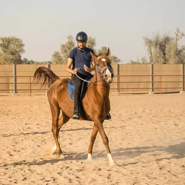 Horse Riding At Mleiha Arena
