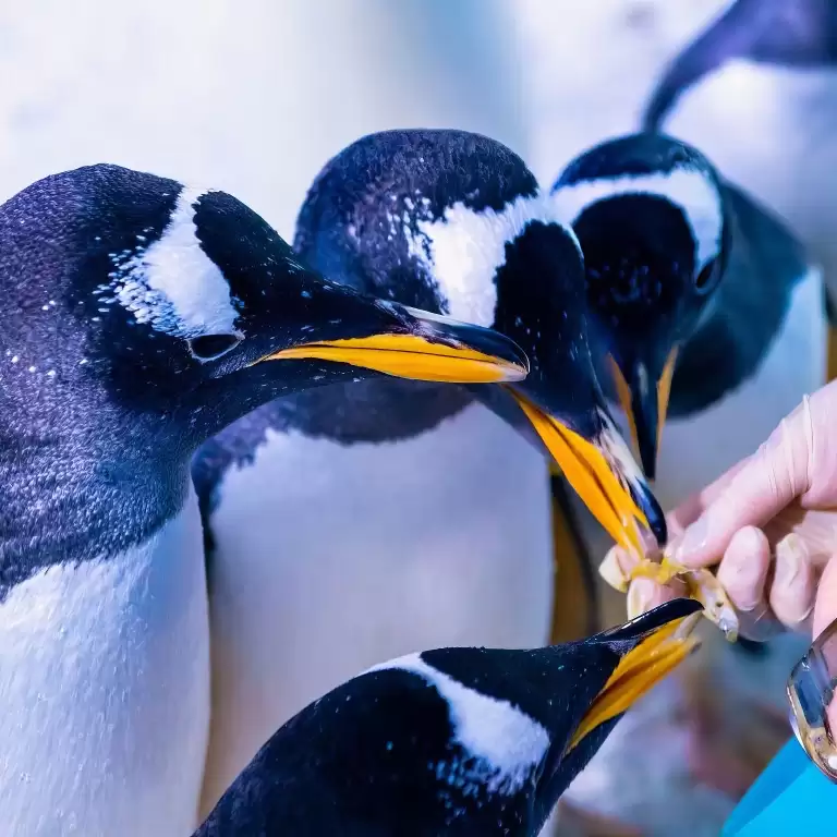 SEA LIFE London Aquarium - Same day Ticket