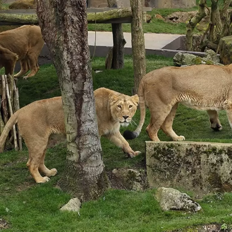 ZSL London Zoo