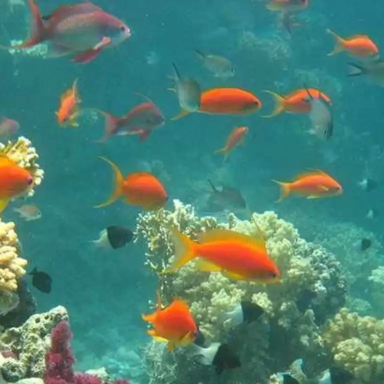 Half-day Snorkeling Boat trip with lunch and drinks from Sharm El Sheikh