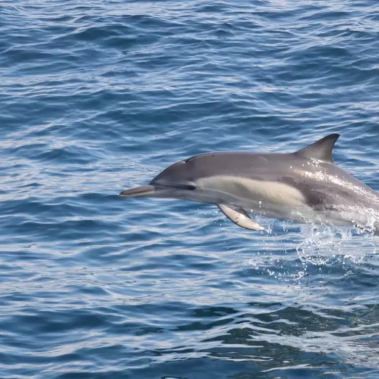 Dolphins Watching & Snorkeling