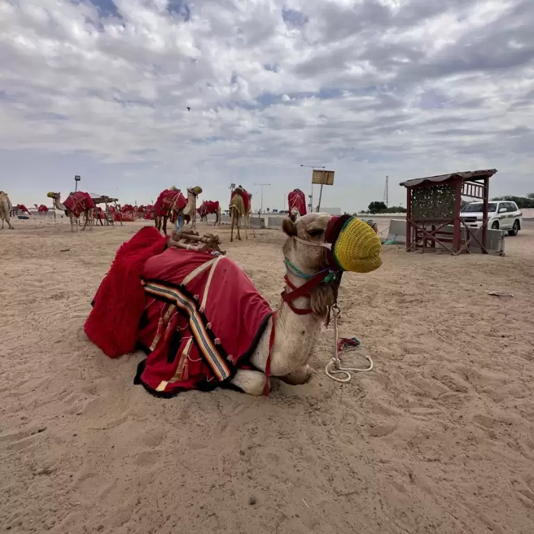 Quickie to the Desert