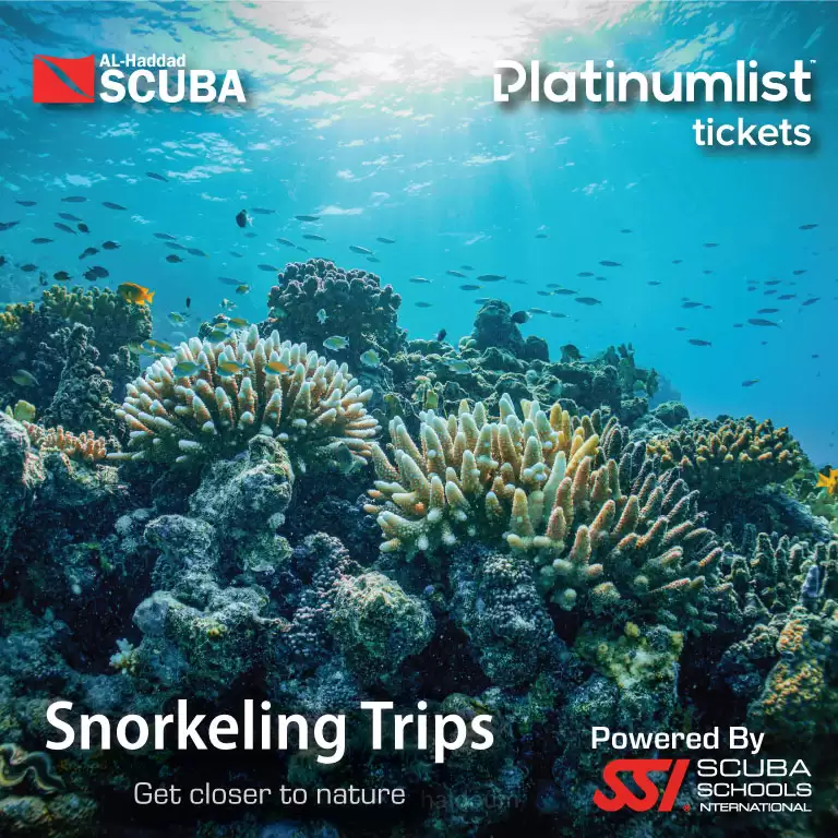 Snorkeling Daily Trips in Jeddah