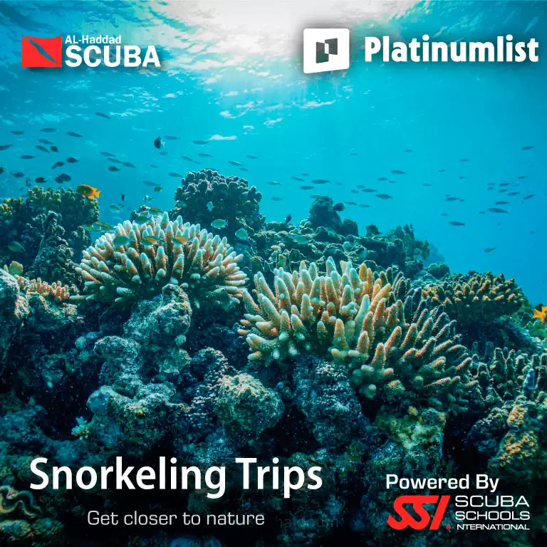 Snorkeling Daily Trips in Jeddah