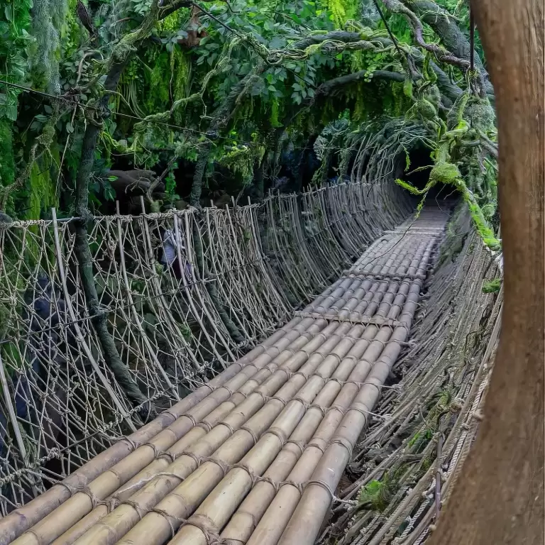 Tropical Land