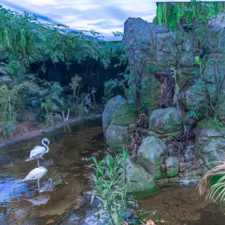 Tropical Land