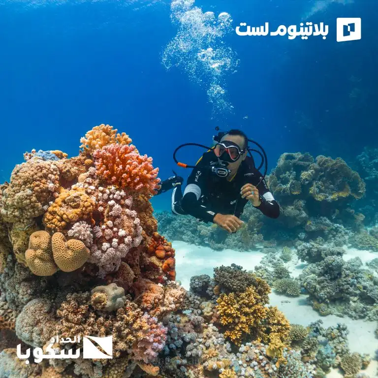 Try Scuba Diving in Jeddah