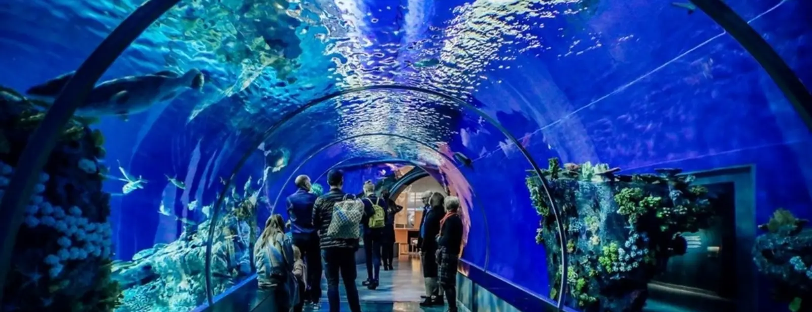 Istanbul Aquarium Ticket & Shuttle - Aqua Florya