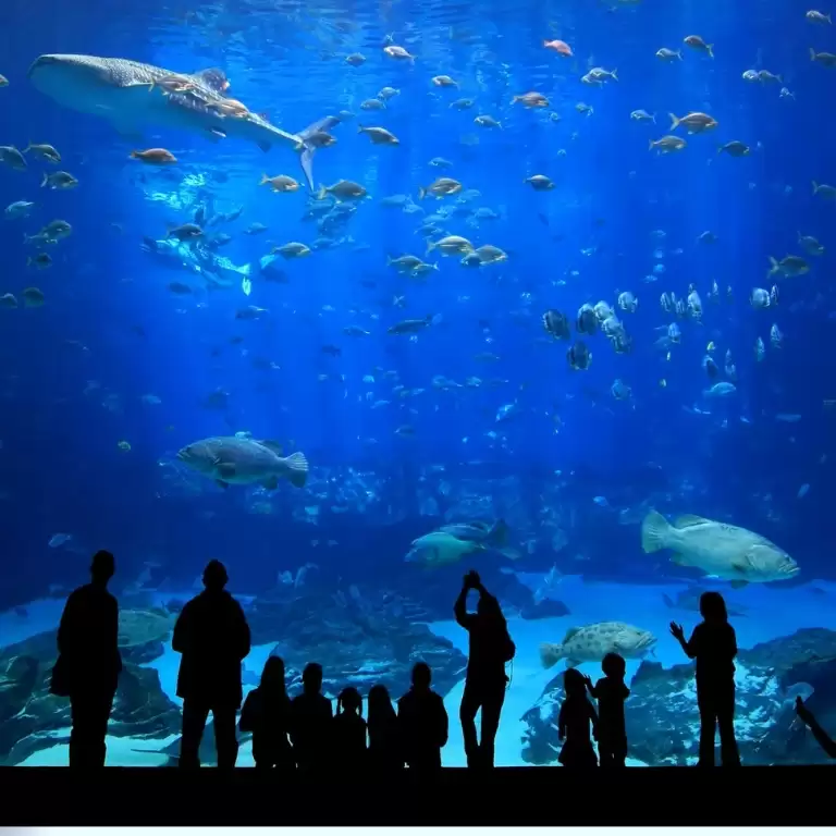 Istanbul Aquarium Ticket & Shuttle