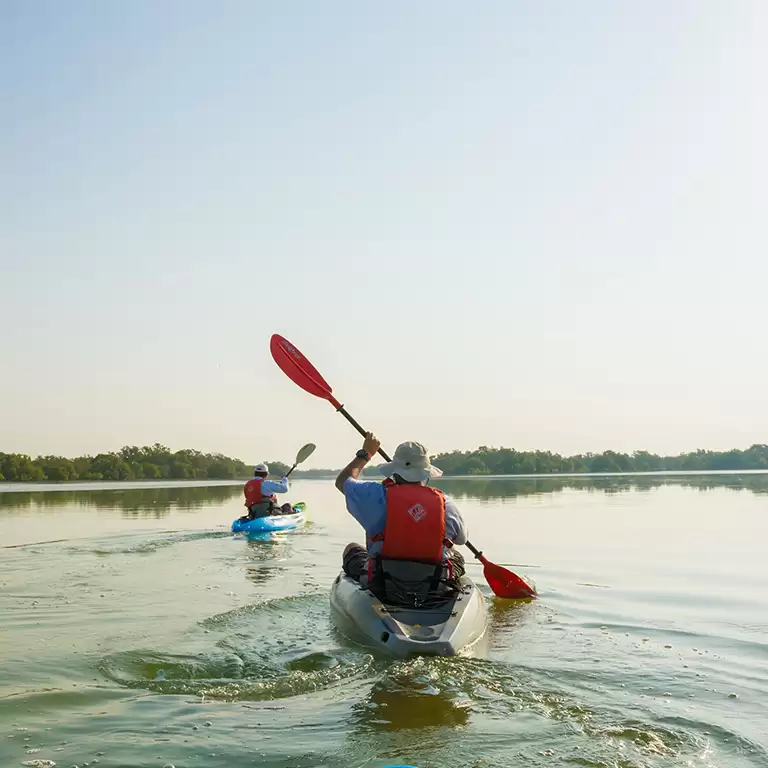 Guided Kayak Tour in the Reem Central Park Mangroves