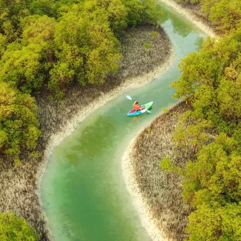 Guided Kayak Tour in the Reem Central Park Mangroves