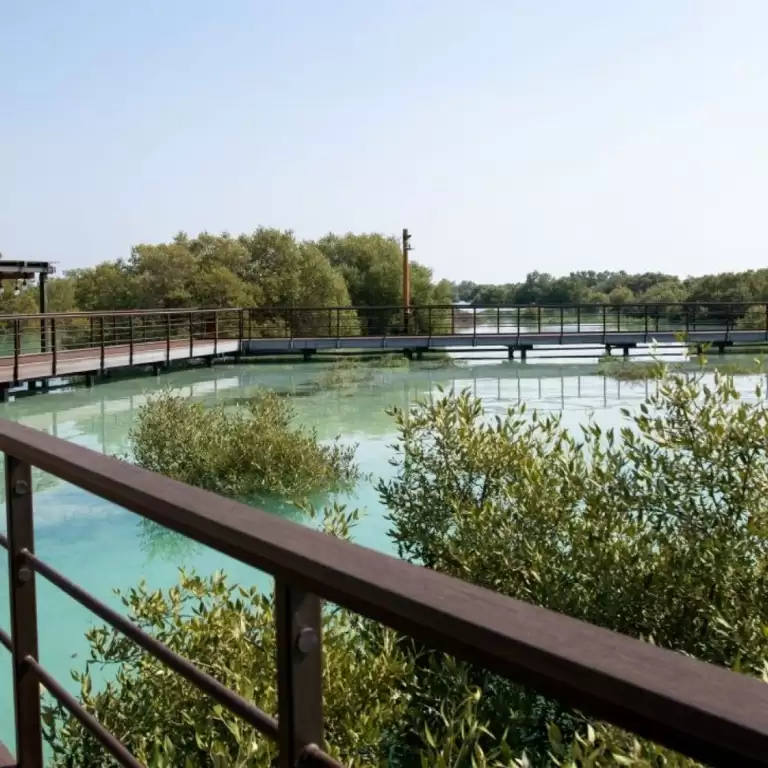 Jubail Mangrove Park - Boardwalk Experience