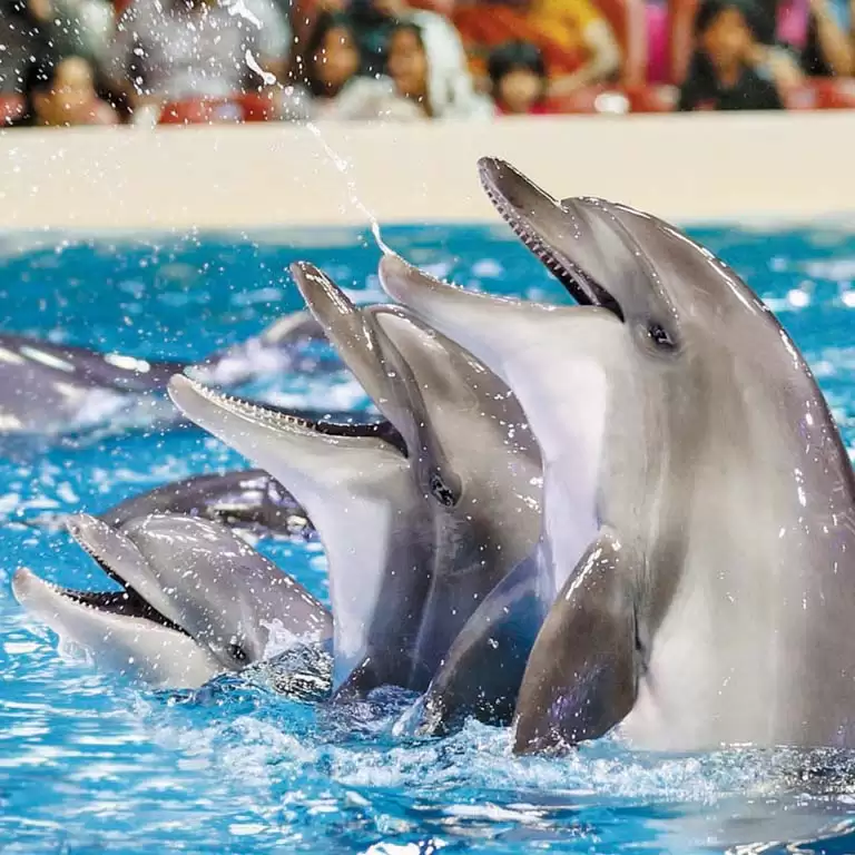 Dolphin & Seal Show - Dubai Dolphinarium