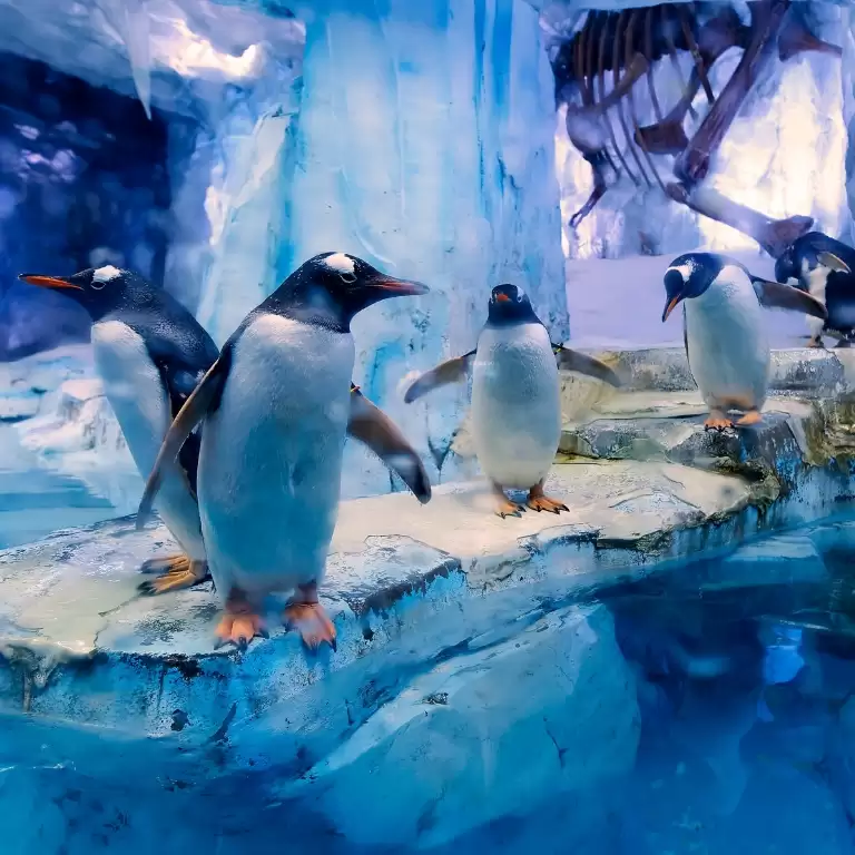 Dubai Aquarium & Underwater Zoo - All Access Pass