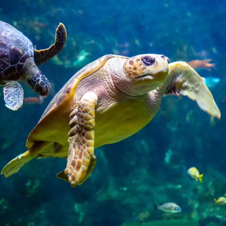 Dubai Aquarium & Underwater Zoo - All Access Pass