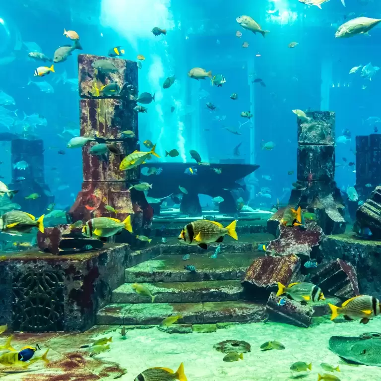Dubai Aquarium & Underwater Zoo - All Access Pass