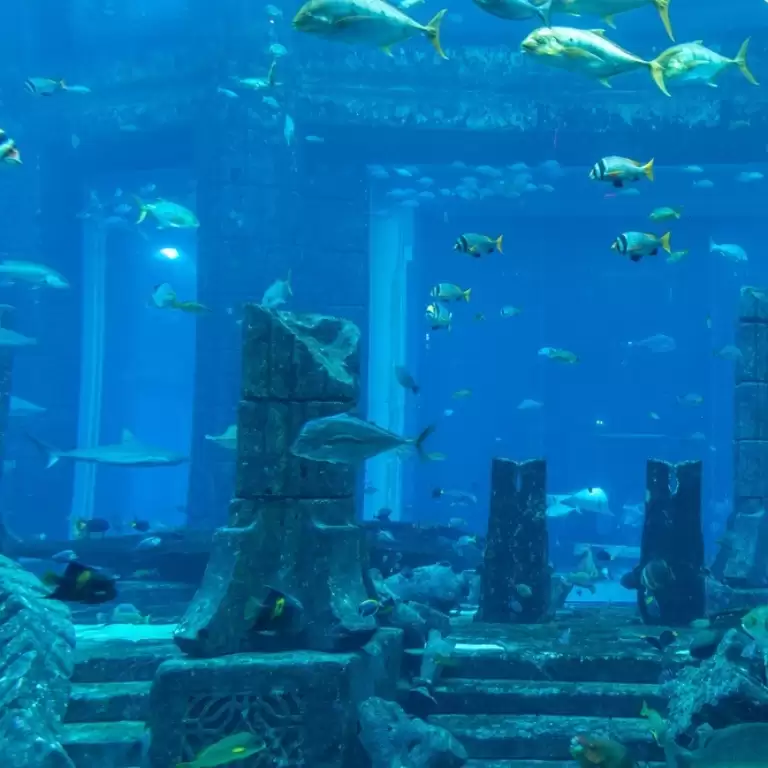 Dubai Aquarium & Underwater Zoo - All Access Pass