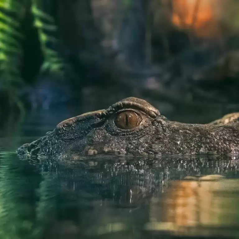 Dubai Aquarium & Underwater Zoo - King Crock Encounter