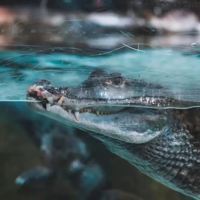 Dubai Aquarium & Underwater Zoo - King Crock Encounter