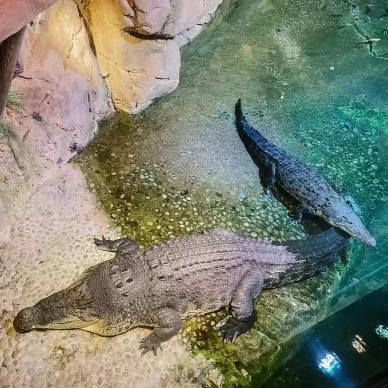 Dubai Aquarium & Underwater Zoo - King Crock Encounter