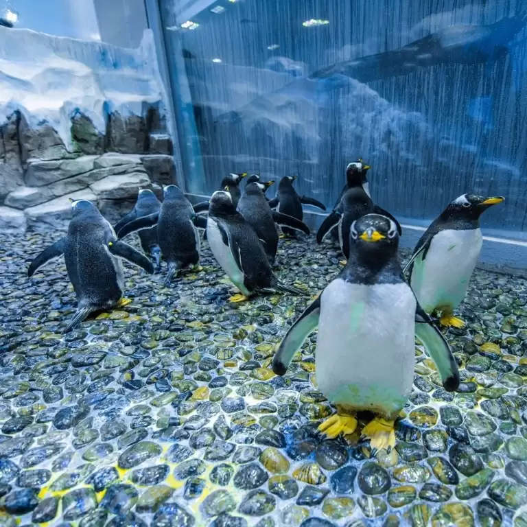 Dubai Aquarium & Underwater Zoo - Penguin Cove & Nursery Experience