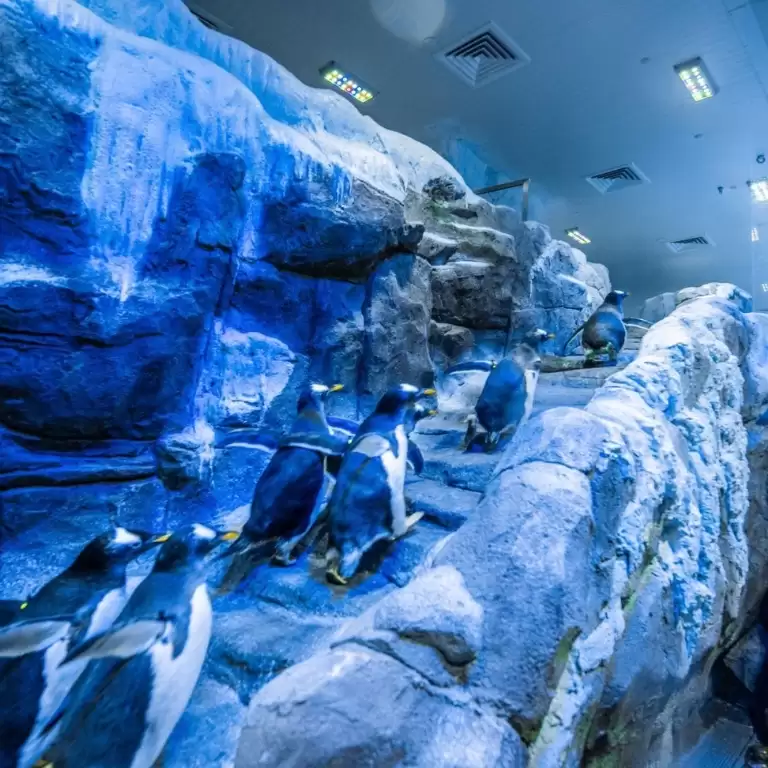 Dubai Aquarium & Underwater Zoo - Penguin Cove & Nursery Experience