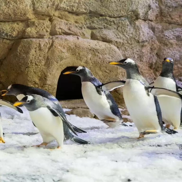 Dubai Aquarium & Underwater Zoo - Penguin Cove & Nursery Experience