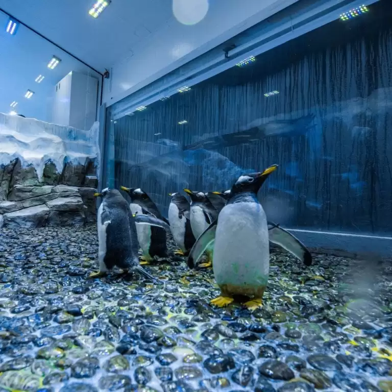 Dubai Aquarium & Underwater Zoo - Penguin Encounter