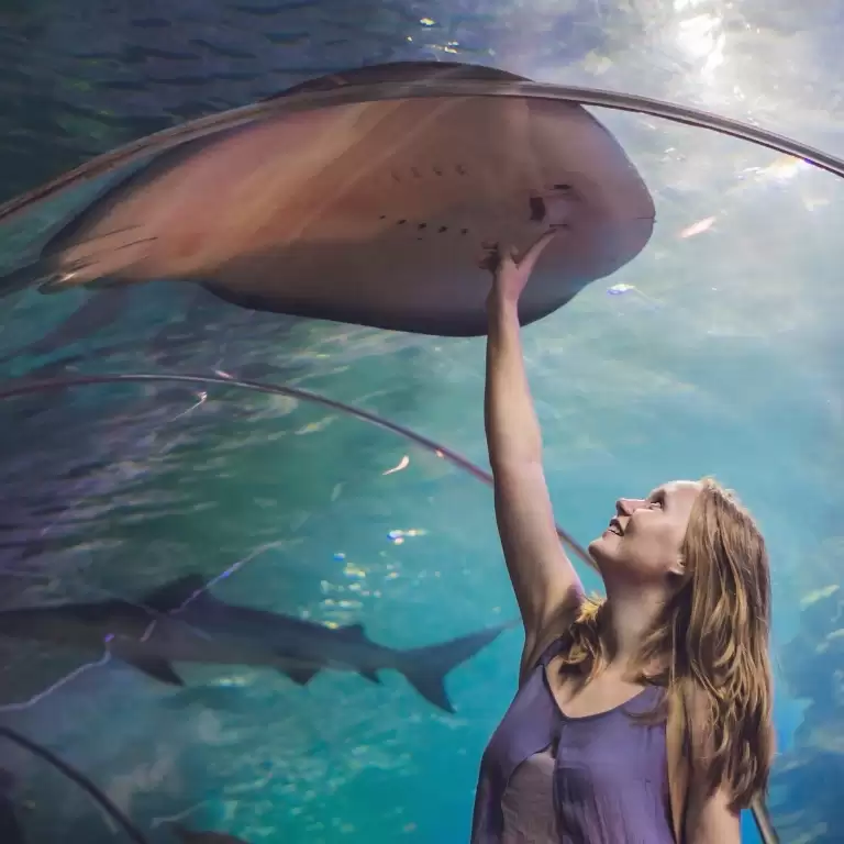 Dubai Aquarium & Underwater Zoo - Ray Encounter