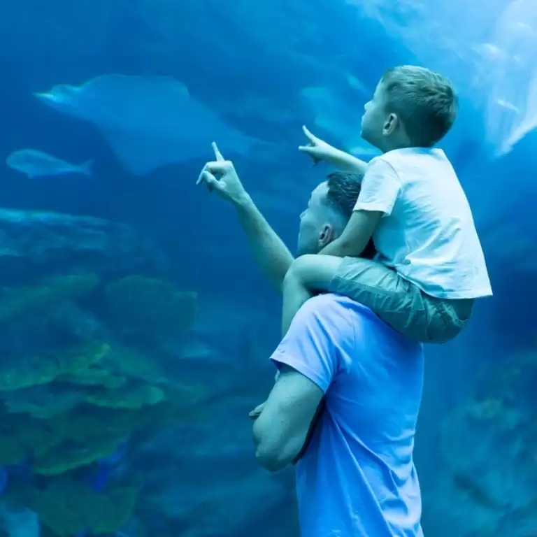 Dubai Aquarium & Underwater Zoo - Ray Encounter