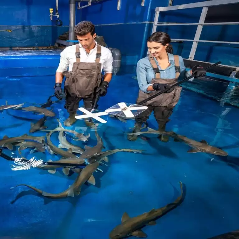 Dubai Aquarium & Underwater Zoo - Shark Trainer Encounter