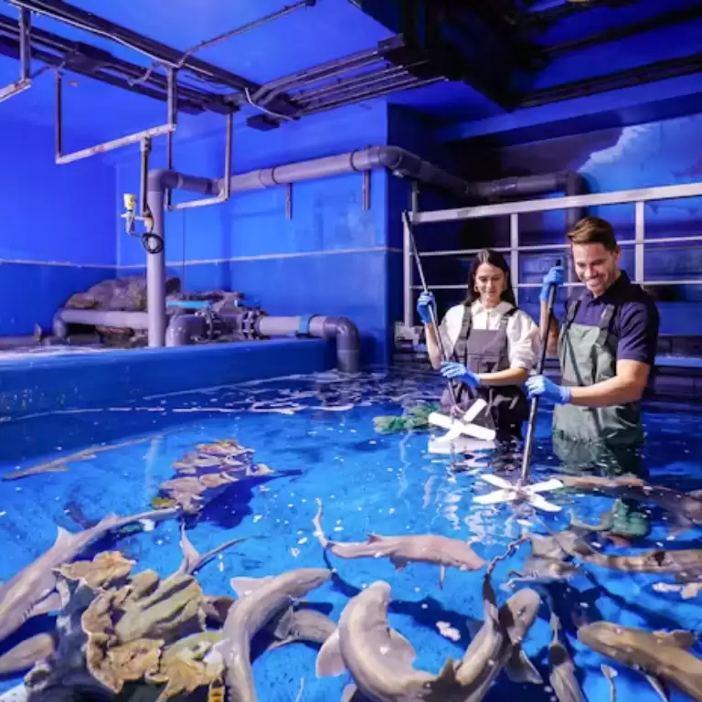 Dubai Aquarium & Underwater Zoo - Shark Trainer Encounter
