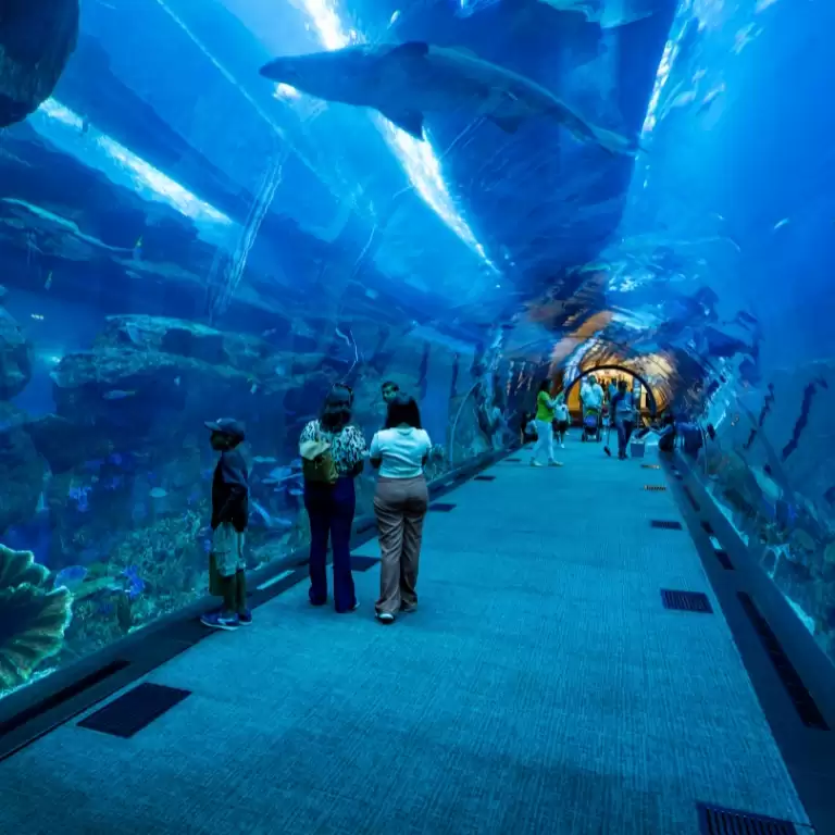 Dubai Aquarium & Underwater Zoo - Ultimate Experience