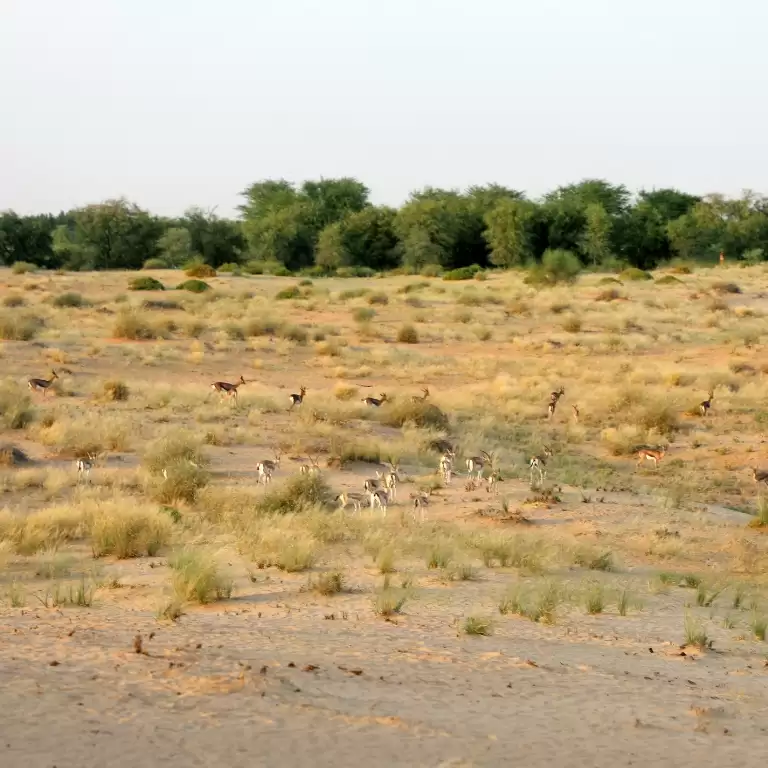 Dubai: Morning Heritage Safari by Vintage G-Class & Al Marmoom Oasis