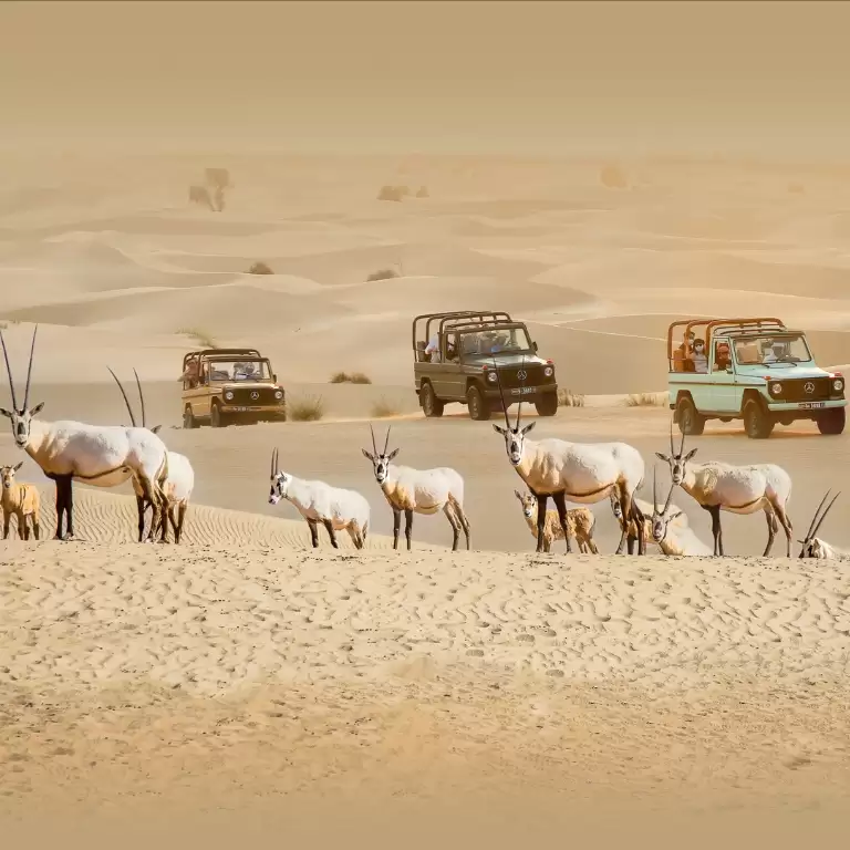 Dubai: Morning Heritage Safari by Vintage G-Class & Al Marmoom Oasis